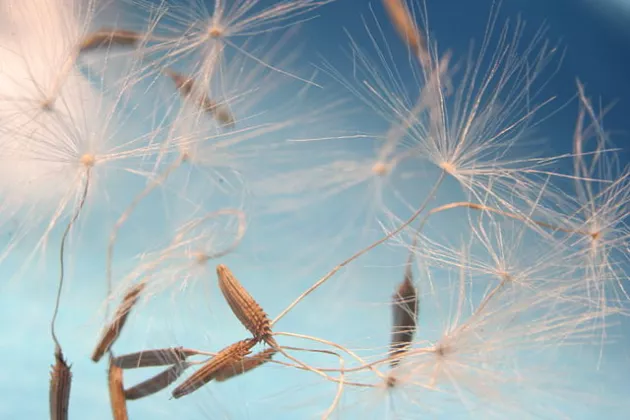 Einzelne Pusteblumensamen fliegen los