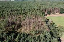 Geschädigter Kiefernwald Geschädigter Kiefernwald