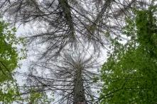 Schäden im Wald Schäden im Wald