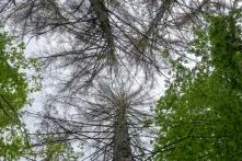 Schäden im Wald