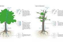 Bäume im Trockenstress