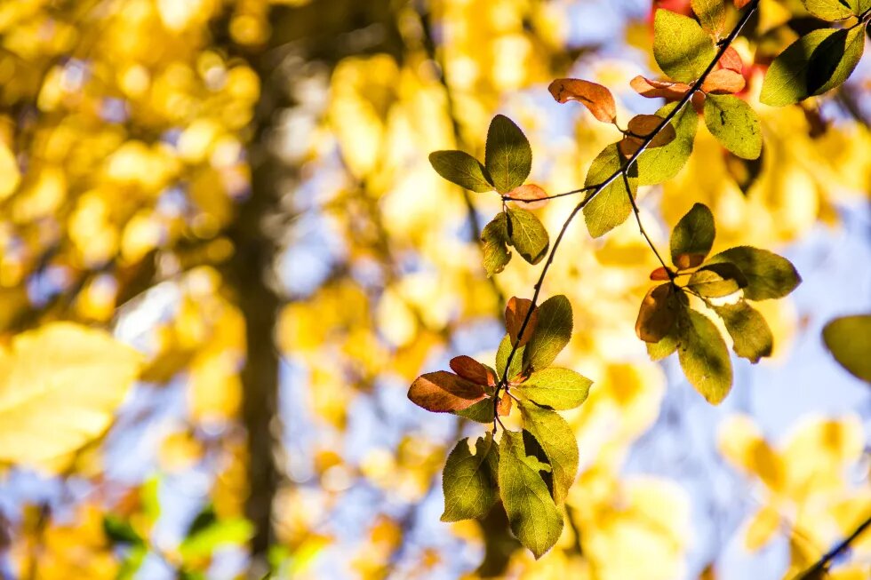 Herbstwald Herbstwald