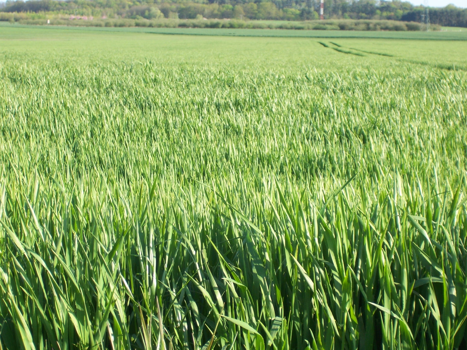 Feld in Brandenburg Feld in Brandenburg